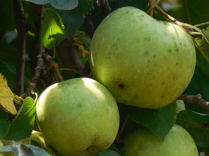 ябълка, дърво, природата, Градина, плодове, сезон, клон