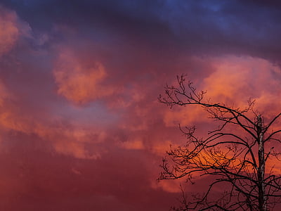 枯萎的, 树, 橙色, 云计算, 背景, 天空, 日落