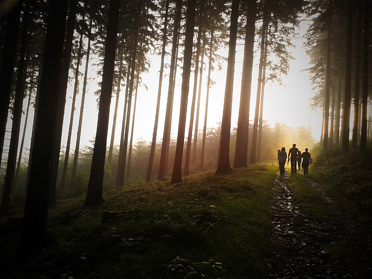trees, family, forest, light, nature, twilight, hiking