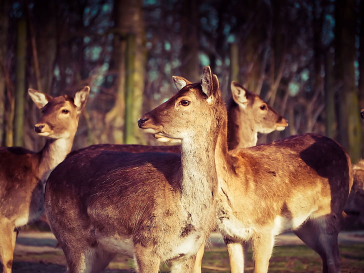 Roe deer, hươu, động vật, hoang dã, Thiên nhiên, rừng, rehgruppe