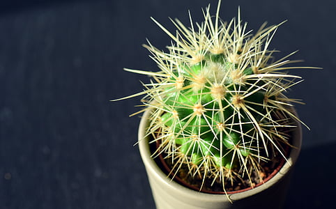cactus, spur, plant, thorns, prickly, close, flowerpot