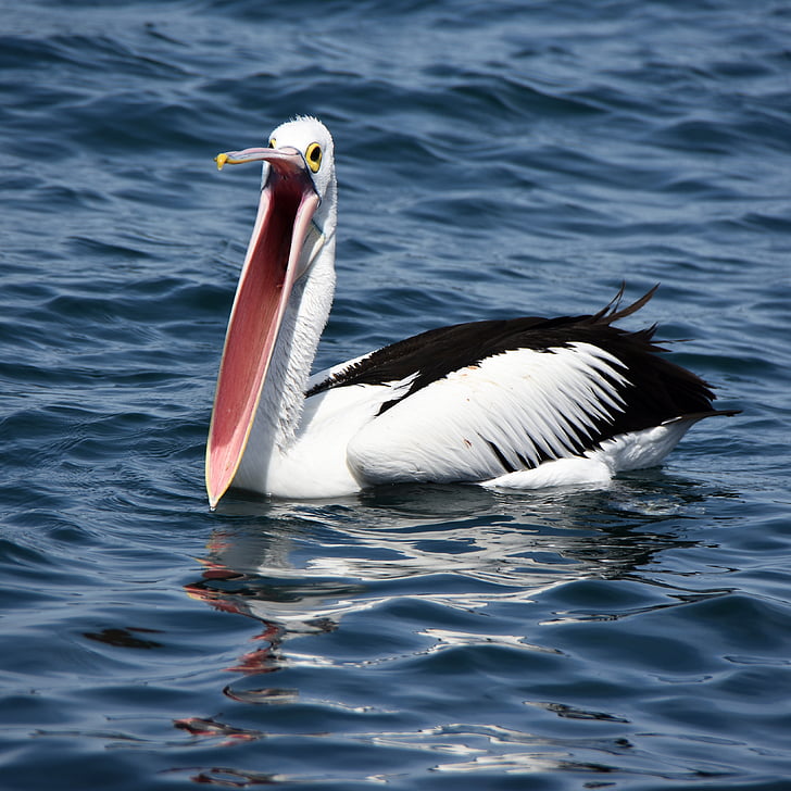 pelican, beak, open, bird, water, nature, wildlife