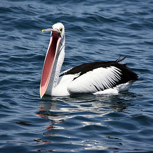 Pelican, näbb, öppna, fågel, vatten, naturen, vilda djur