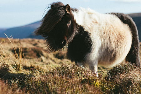 Shetlandpony-Insel, Pony, lange Haare, Pferd, Gesicht, Grazer, Shetland
