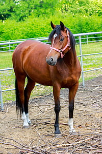 het paard, Catwalk, het hoofd van een paard, pony, Ranch