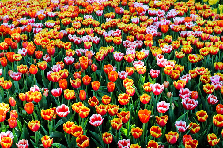tulipes, fleurs, printemps, nature, floral, jardin, coloré