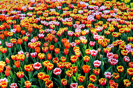 tulipaner, blomster, våren, natur, blomster, hage, fargerike