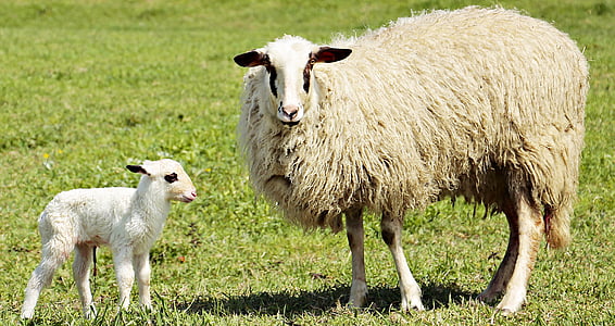 jahňacie, ovce, zviera, milý, sladký, svet zvierat, zviera dieťa