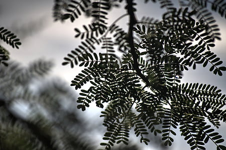 Dornenbaum, neues Wachstum, Sommer, Natur, Baum, Hintergründe