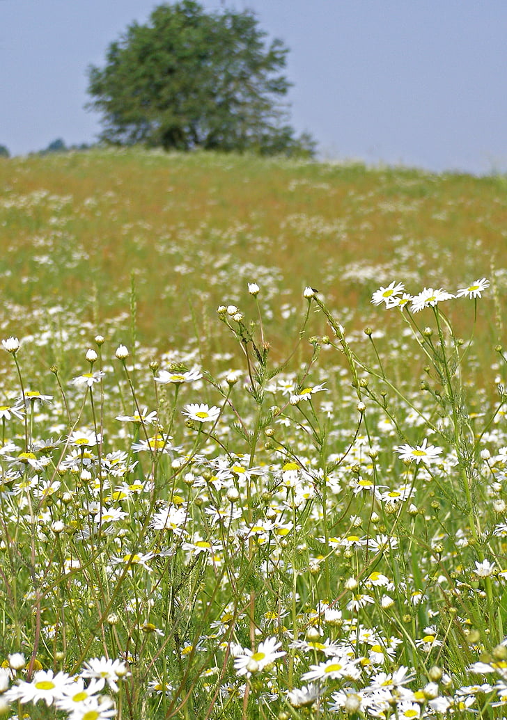 meadow, camomile, spring, sunny day, grass, vegetation, summer