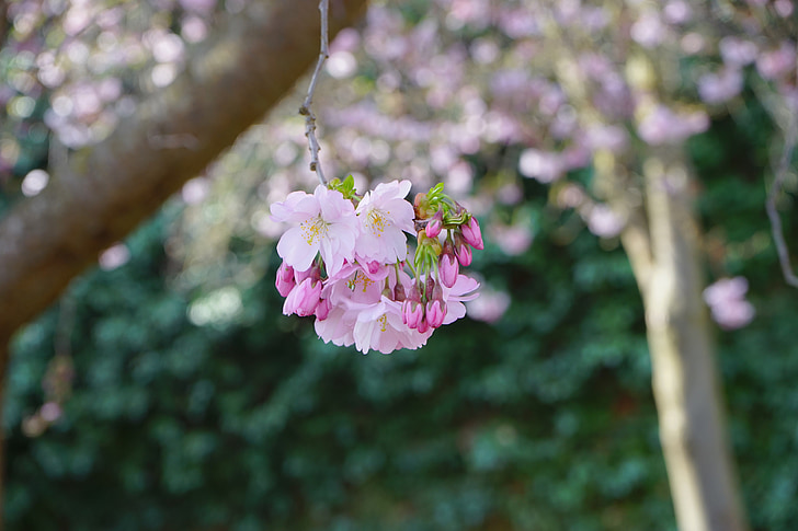 flor, flor, Branco, -de-rosa, árvores de cereja japonesas, flores, filial