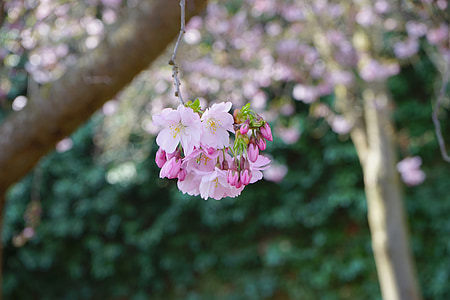 Blossom, Bloom, valkoinen, vaaleanpunainen, japanilaisten kirsikkapuiden, kukat, haara