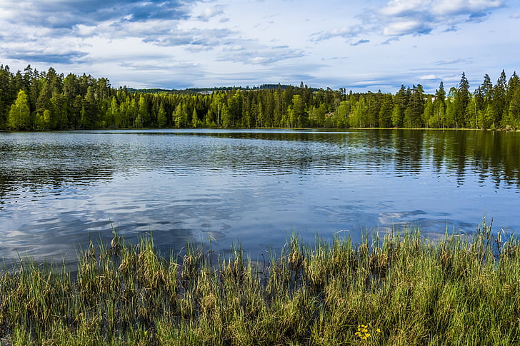 jezero, Les, stromy, povaha, voda, zelená, krajina