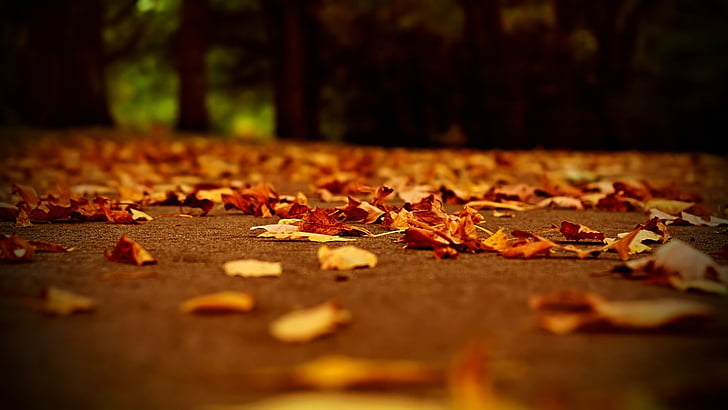 Природа, сухой лист, цвета осени, путь, Опавшие листья, Осень, лист