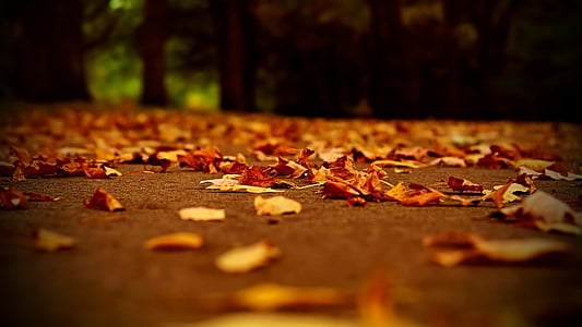 自然, 干叶, 秋天的颜色, 路径, 落叶, 秋天, 叶