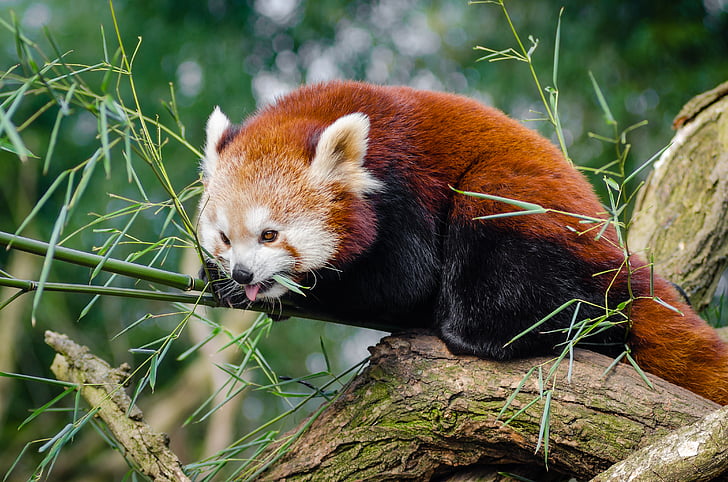hayvan, şirin, Red panda, ağaç, yaban hayatı