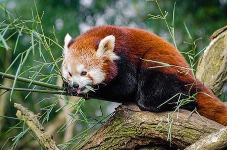 animal, lindo, panda rojo, árbol, flora y fauna