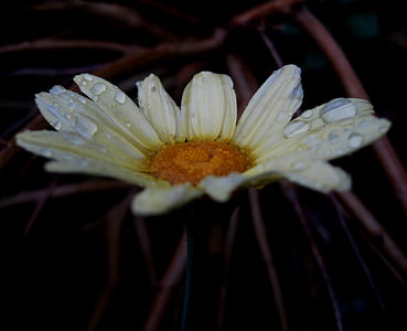 virág, Bloom, világos sárga, világos sárga központ, Daisy, finom, csinos