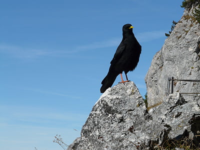 Kajan, fågel, svart, kråka, Mountain, Corvus monedula, Korpen