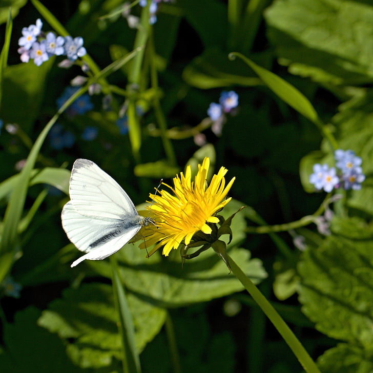 motýľ, lietanie, hmyzu, krídla, bug, Kvetinová, rastlín
