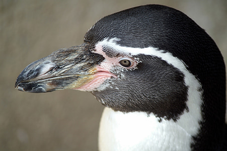 pingüí, Pingüí de Humboldt, animal, ocell, pingüins, món animal, tancar