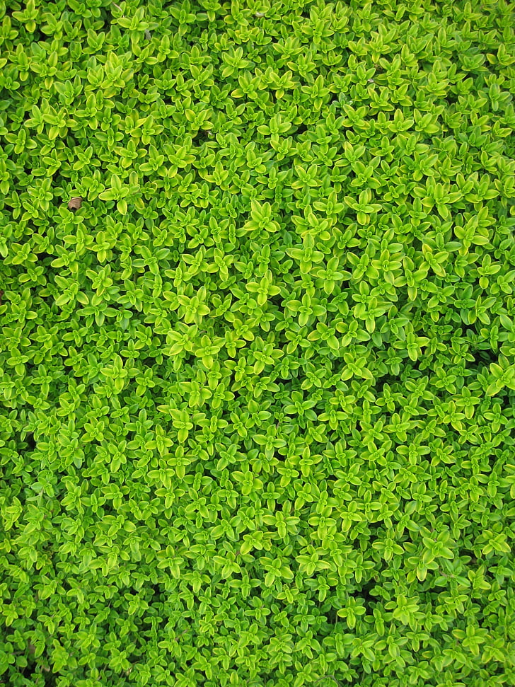 ivy, plants, leaves, wall, green, foliage, vine