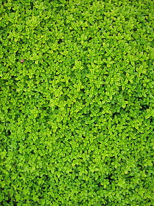Efeu, Pflanzen, Blätter, Wand, Grün, Laub, Rebe