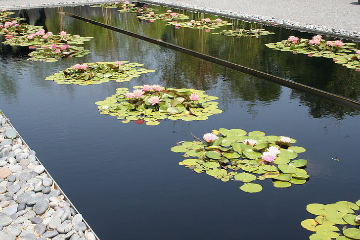 pond, petals, lily, bloom, landscape, lilly pad, nature