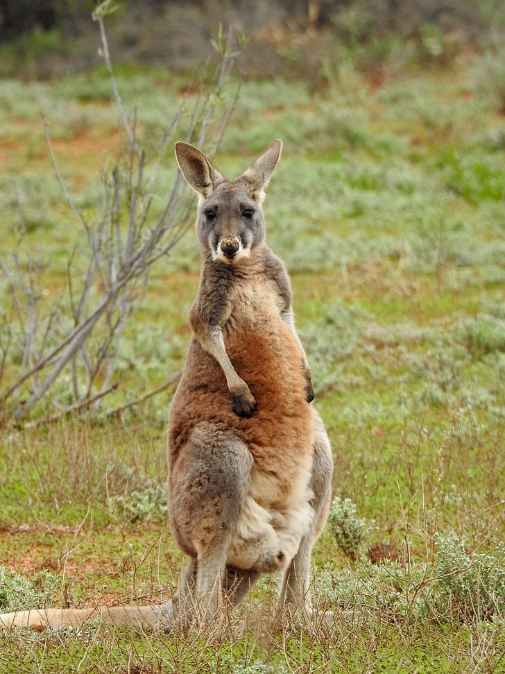 kangaroo, standing, looking, wildlife, aussie, marsupial, nature