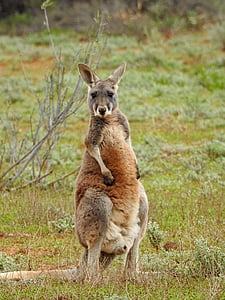 Känguru, stehende, auf der Suche, Tierwelt, Aussie, Beuteltier, Natur