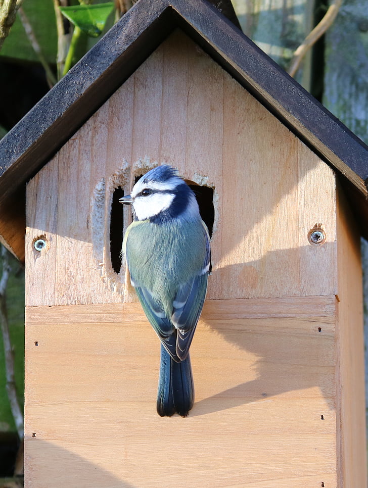 blue tit, nesting, nest box, male, bird, tit, nest