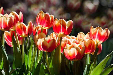 Tulip, forårsblomst, blomst, Blossom, Bloom, gul, rød