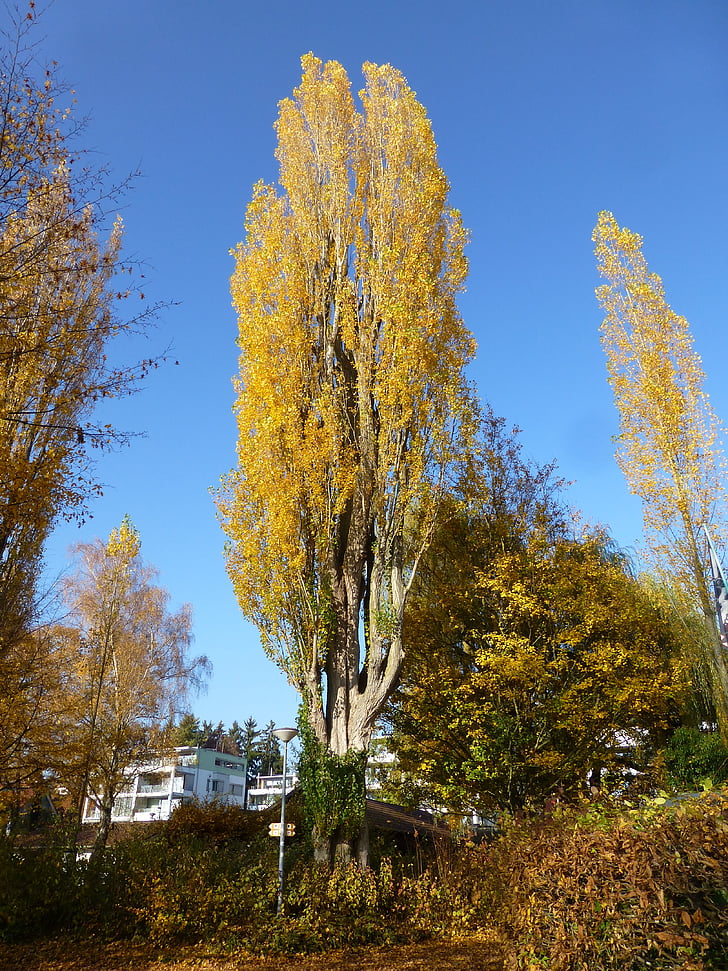 poppel, hösten, Überlingen östra badet, gul, träd, landskap, Vacker