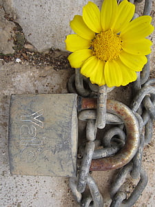 slott, blomma och stängt, nyckel och lås, gul, nyckel, hänglås, tak