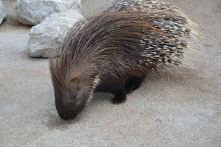 porcupine, rodent, needle, spiked