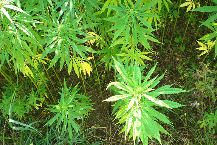 cannabis, industrial hemp, hemp