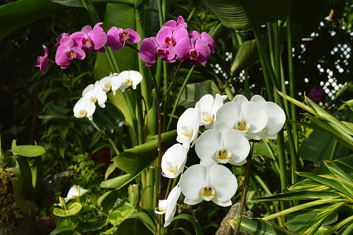 orchideák, fehér, lila, virágok, botanika, természet, növény