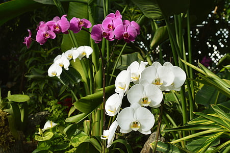 ορχιδέες, λευκό, μωβ, λουλούδια, βοτανική, φύση, φυτό