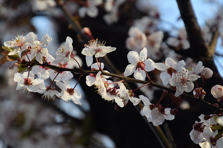 Sakura, Tokyo, kirsebær, natur, Blossom, træ