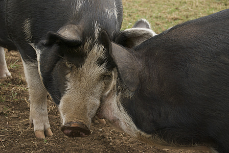 hog, pig, farm, animal, swine, agriculture, livestock