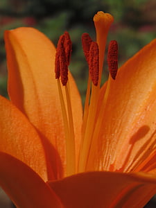 Orange, Blume, Lilie, Natur, Färbung, Grün, Stößel