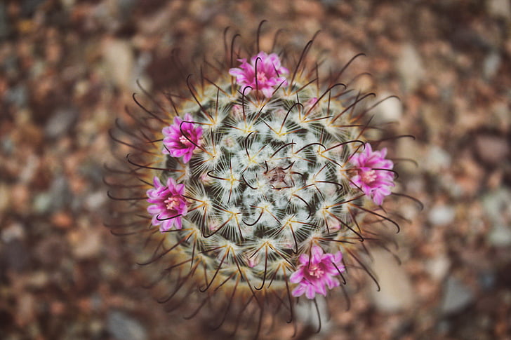 púrpura, negro, cactus, flor, Closeup, Foto, spikey