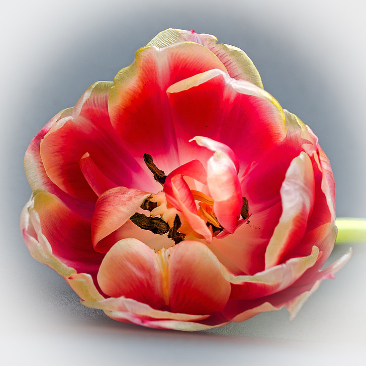 Tulip, Tulip hoved, Blossom, Bloom, blomst, Tulipa, Floral hilsen