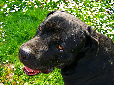 Черная собака, Домашние животные, животное, собака, чистокровную собаку, мило, собак