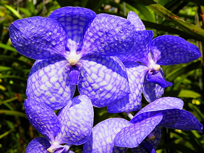 Orquídea, flores, flor púrpura azul
