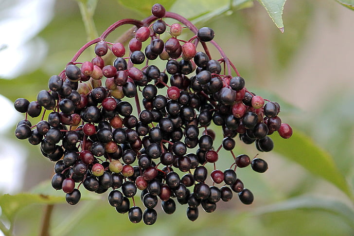 για ηλικιωμένους, καρπούς κουφοξυλιάς, μαύρο elderberry, μούρα, κάτοχος Μπους