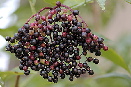 vell, elderberries, Saüc negre, baies, arbust de titular