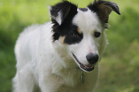 hund, Hyrdehund, Collie, grænsen collie, hvid, Shepherd, Pet
