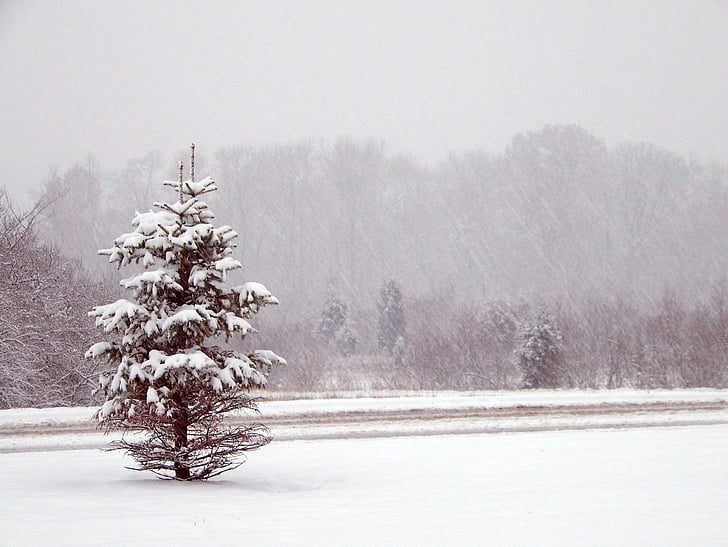 arbres, neu, coníferes, Nadal, Nadal, l'hivern, bosc