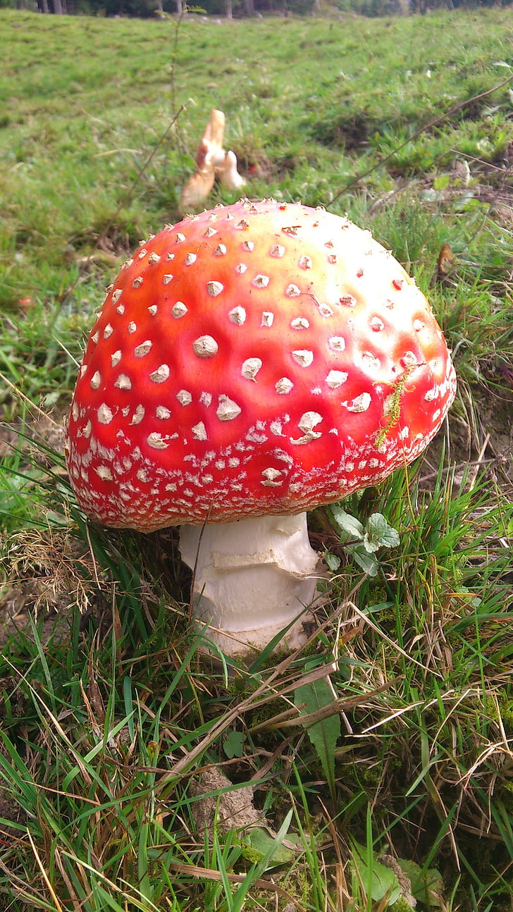 Fly agaric, natura, colorat, Red, verde, risc, toxice